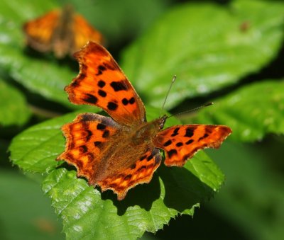 Gehakkelde Aurelia - Comma Butterfly