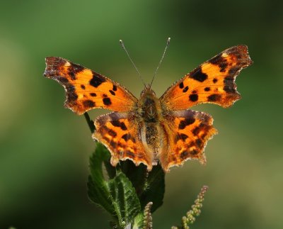 Gehakkelde Aurelia - Comma Butterfly