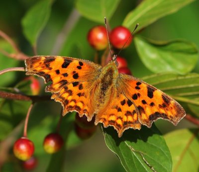 Gehakkelde Aurelia - Comma Butterfly
