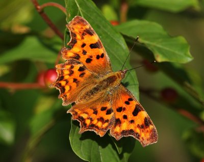 Gehakkelde Aurelia - Comma Butterfly