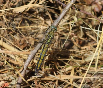 Gewone Oeverlibel - Black-tailed Skimmer