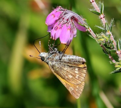 Groot Dikkopje - Large Skipper