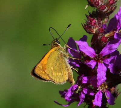 Groot Dikkopje - Large Skipper