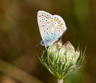 Icarusblauwtje - Common Blue