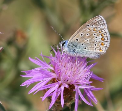 Icarusblauwtje - Common Blue