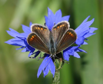 Icarusblauwtje - Common Blue