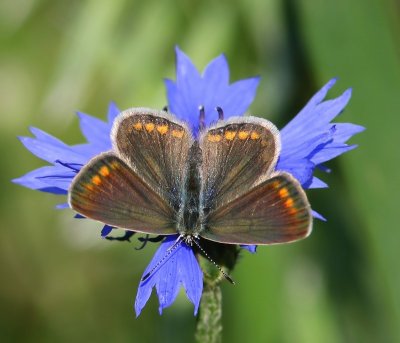 Icarusblauwtje - Common Blue