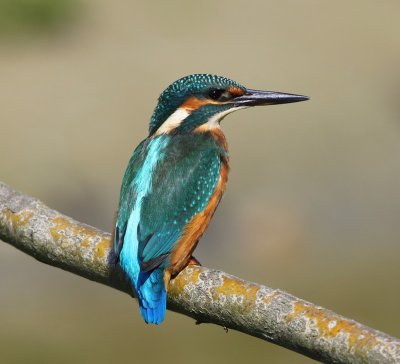 IJsvogel - Common Kingfisher