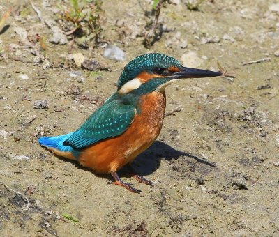 IJsvogel - Common Kingfisher