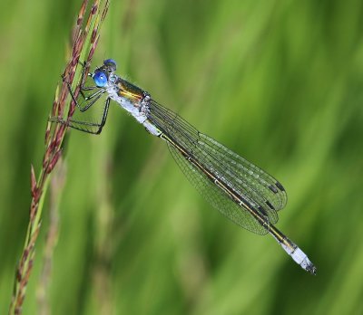 Tangpantserjuffer - Scarce Emerald Damselfly
