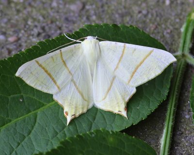 Vliervlinder - Swallow-tailed Moth