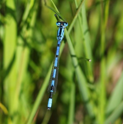 Watersnuffel - Common Bluet