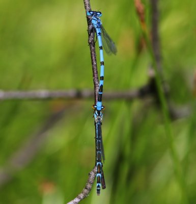 Watersnuffels - Common Bluets