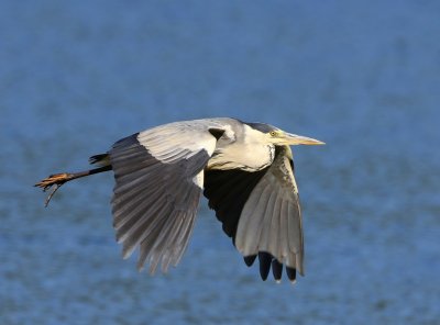 Blauwe Reiger - Grey Heron