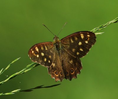 Bont Zandoogje - Speckled Wood