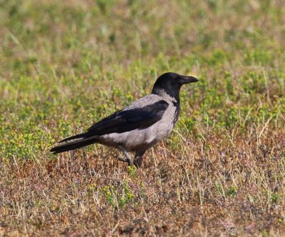 Bonte Kraai - Hooded Crow