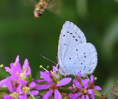 Boomblauwtje - Holly Blue