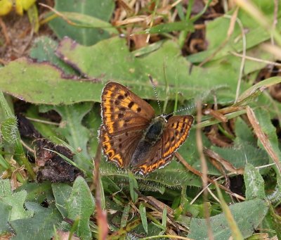 Bruine Vuurvlinder - Sooty Copper