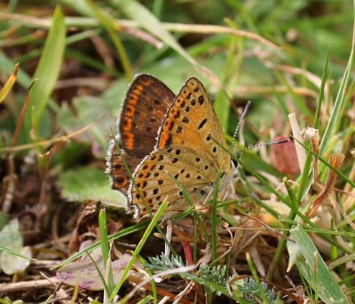 Bruine Vuurvlinder - Sooty Copper