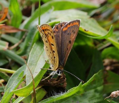 Bruine Vuurvlinder - Sooty Copper