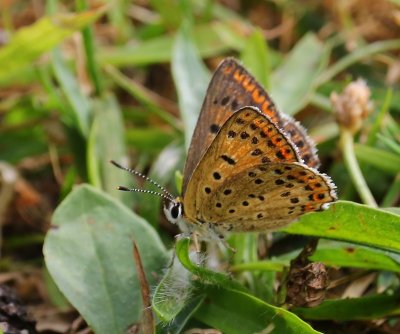 Bruine Vuurvlinder - Sooty Copper