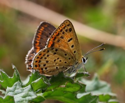 Bruine Vuurvlinder - Sooty Copper