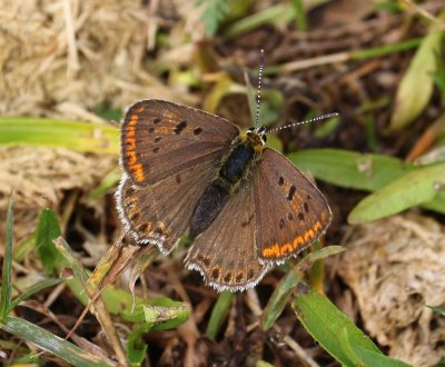 Bruine Vuurvlinder - Sooty Copper