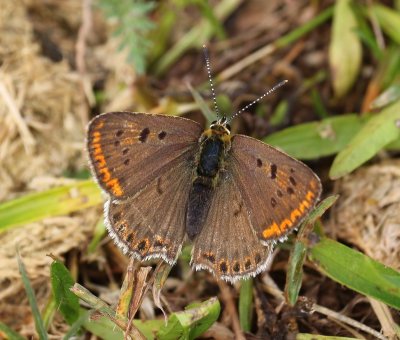 Bruine Vuurvlinder - Sooty Copper