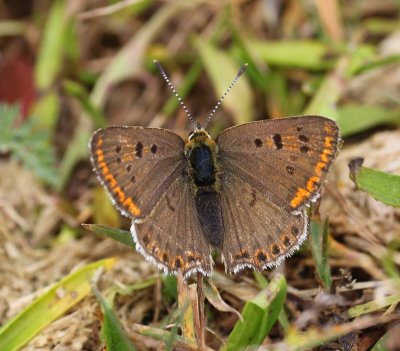 Bruine Vuurvlinder - Sooty Copper