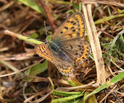 Bruine Vuurvlinder - Sooty Copper