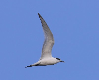 Grote Stern - Sandwich Tern