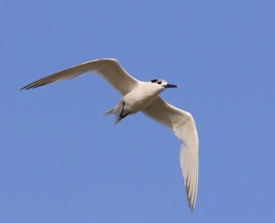 Grote Stern - Sandwich Tern