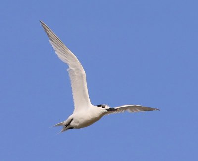 Grote Stern - Sandwich Tern