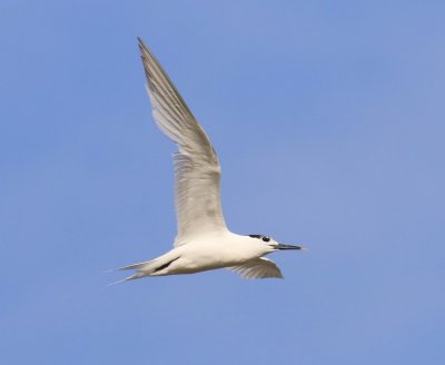 Grote Stern - Sandwich Tern