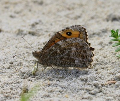 Heivlinder - Grayling