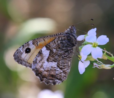 Heivlinder - Grayling