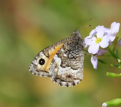 Heivlinder - Grayling