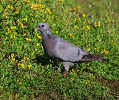 Holenduif - Stock Dove