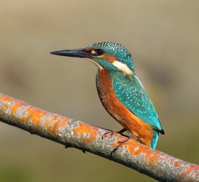 IJsvogel - Common Kingfisher