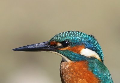 IJsvogel - Common Kingfisher