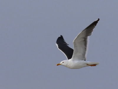 Kleine Mantelmeeuw - Lesser Black-backed Gull