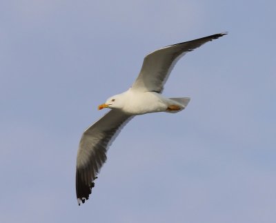 Kleine Mantelmeeuw - Lesser Black-backed Gull