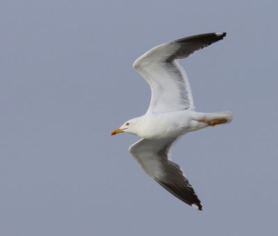 Kleine Mantelmeeuw - Lesser Black-backed Gull