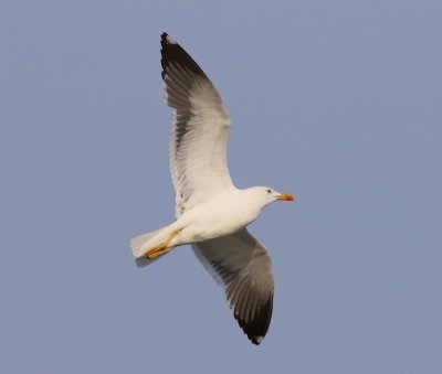 Kleine Mantelmeeuw - Lesser Black-backed Gull