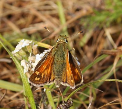 Kommavlinder - Silver-spotted Skipper