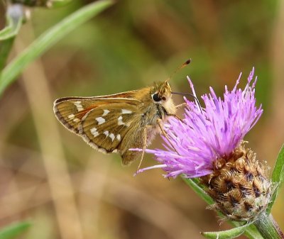 Kommavlinder - Silver-spotted Skipper