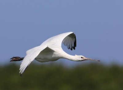 Lepelaar - Eurasian Spoonbill