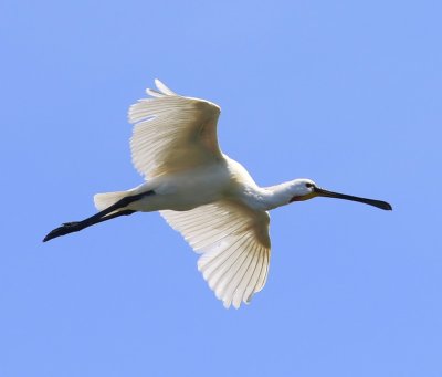 Lepelaar - Eurasian Spoonbill