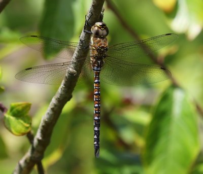 Paardenbijter - Migrant Hawker