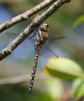 Paardenbijter - Migrant Hawker